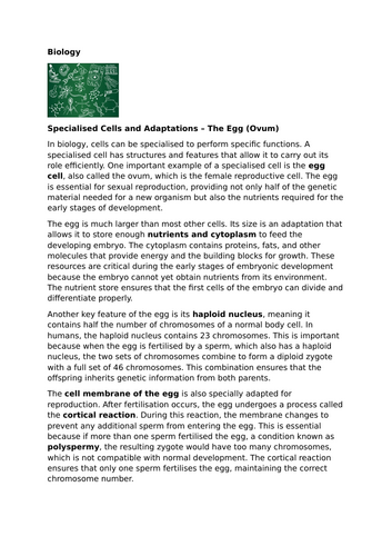 Specialised Cells – Egg (Ovum)