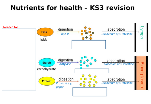 AQA GCSE Biology Enzymes and digestion revision PowerPoint