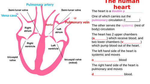 Heart and blood vessels revision for AQA GCSE Biology - 35 slides