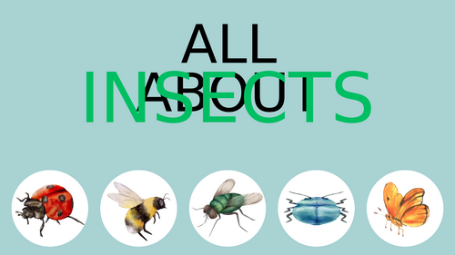 The Wonderful World of Insects: Exploring Our Amazing Tiny Friends!