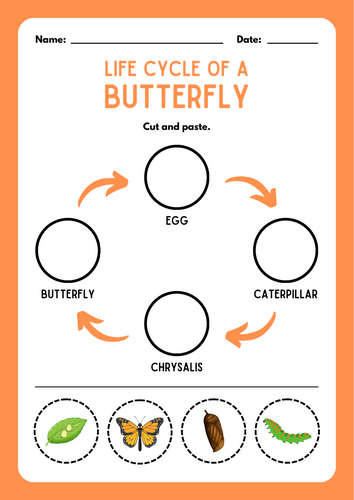 Life Cycle of Butterfly and Bee worksheet cut and paste