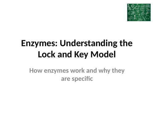 Enzymes: Lock and Key Model