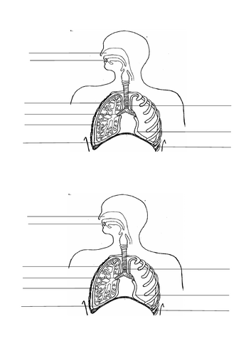 Lung structure- A-level Biology OCR A (Module 3)