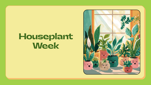 Houseplant Week Assembly PowerPoint | KS1 & KS2 | Plants, Wellbeing & Growth