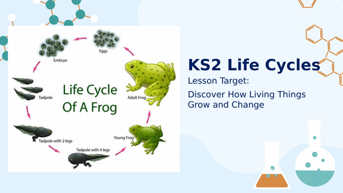 KS2 Science - Animal Life Cycles