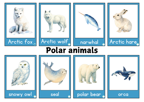 Polar Animals Watercolour Flashcards