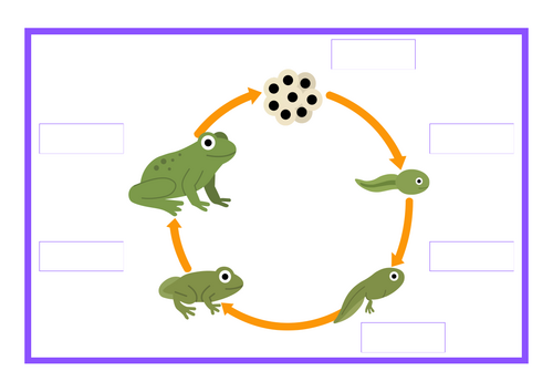 Life Cycles KS1 - Animals including Humans