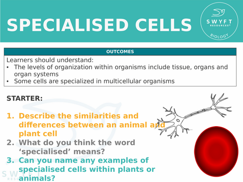 NEW WJEC (2026) GCSE Science - Specialised Cells