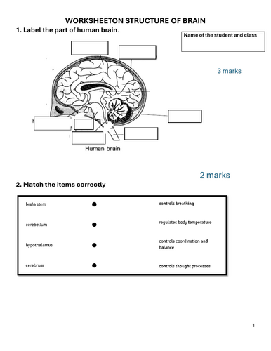 Worksheet on the structure and functions of brain