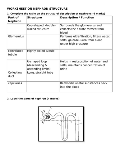 Worksheet on structure of nephron