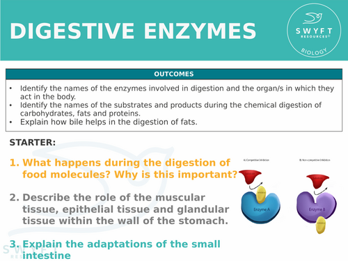 NEW WJEC (2026) GCSE Science - Digestive enzymes