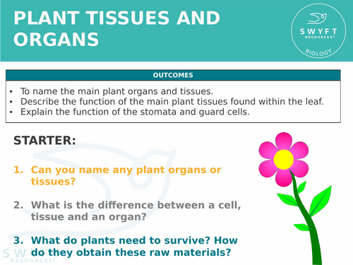 NEW WJEC (2026) GCSE Science - Plant tissues and organs