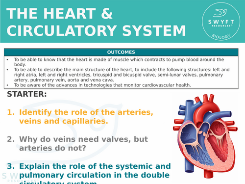 NEW WJEC (2026) GCSE Science - The heart and the circulatory system