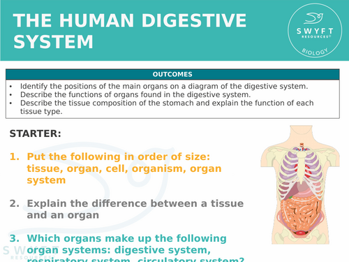 NEW WJEC (2026) GCSE Science - The digestive system