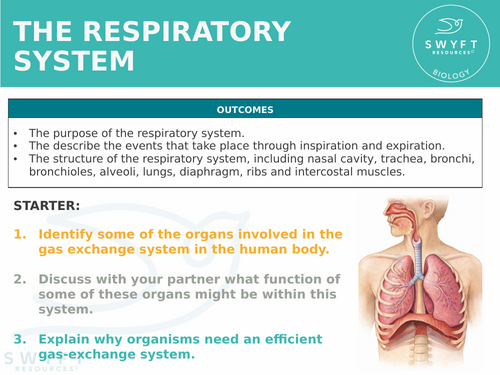 NEW WJEC (2026) GCSE Science - The respiratory system