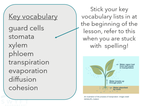 NEW WJEC (2026) GCSE Science - Transpiration
