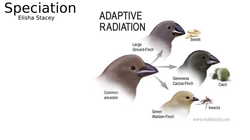 Speciation – How New Species Form (AQA GCSE Biology)