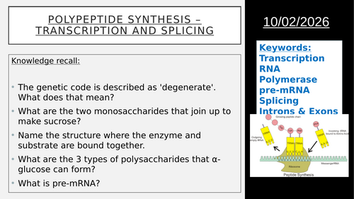 3.4.2 L4 Polypeptide synthesis - transcription and splicing (AQA A level biology)