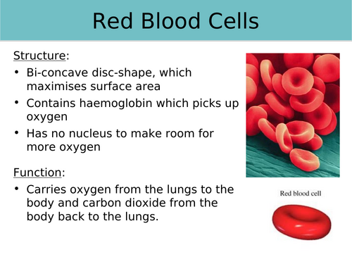 AQA GCSE Biology - B1 - Specialised Cell
