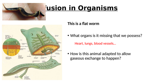 AQA GCSE Biology - B1 - Exchange Surfaces