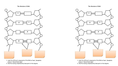 DNA Structure Worksheet and Exam Questions