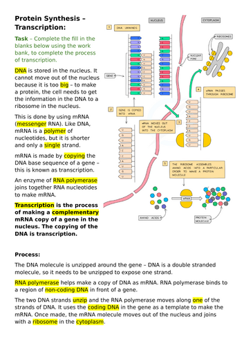 Introduction to Protein Synthesis and Transcription