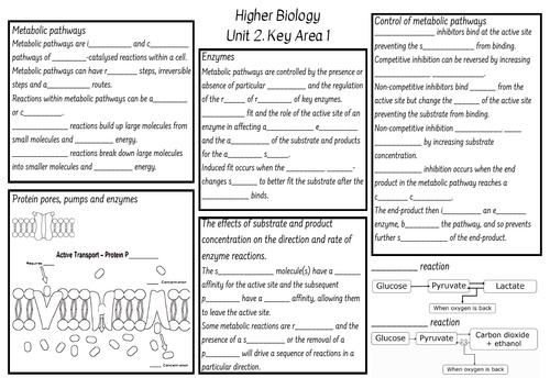 Higher Biology Knowledge Organiser Unit 2