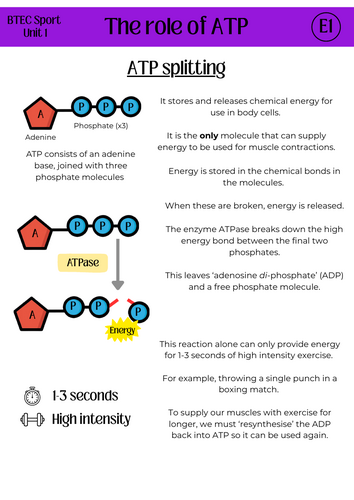 BTEC Sport Unit 1- Topic E (Energy Systems)