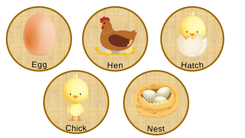 Lifecycle of a chick natural slices