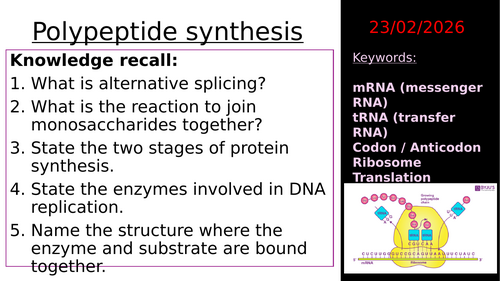 3.4.2 L5 Polypeptide synthesis -translation (AQA A-level biology)