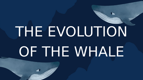 Evolution of the Whale