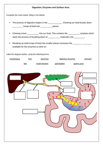 AQA GCSE Biology - B3 - The Digestive System | Teaching Resources