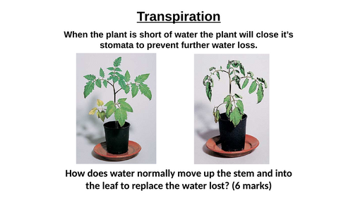 AQA GCSE Biology - B4 - Factors Effecting Transpiration