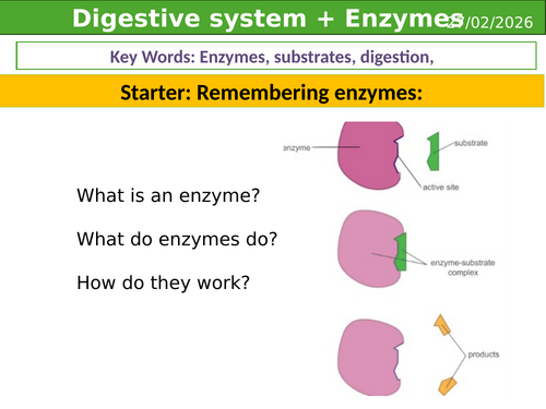 Digestive system + Enzymes