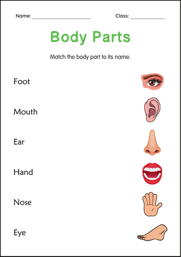 Printable Human Body Parts Worksheet - Body Parts Matching Activity for Grade 2