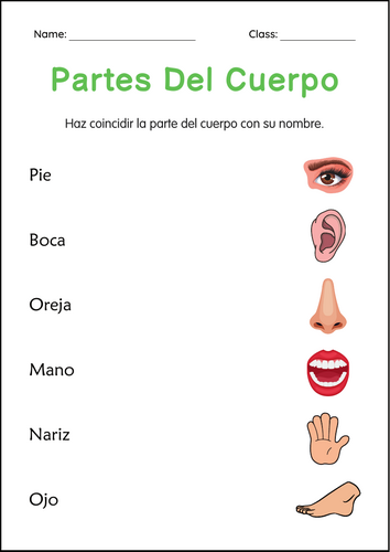 Human Body Parts Worksheets in Spanish - Hoja de Trabajo de Partes del Cuerpo