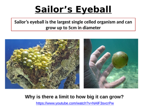 AQA GCSE Biology - B4 - Breathing + Gas Exchange