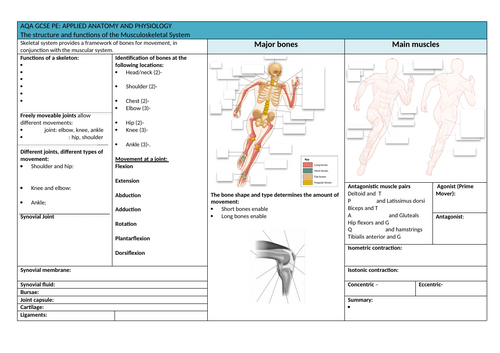 AQA GCSE PE knowledge organiser Musc Ske