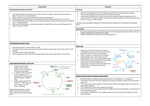 Photosynthesis and Respiration Summary