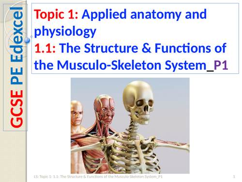 GCSE PE (Spec 2016 Edexcel) Topic 1: 1.1: Structure & Functions of the Musculo-Skeleton System_P1
