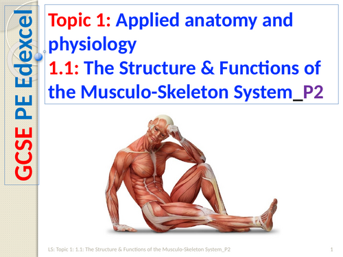 GCSE PE (Spec 2016 Edexcel) Topic 1: 1.1: Structure & Functions of the Musculo-Skeleton System_P2