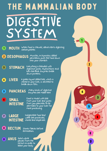 City and Guilds Level 3 Animal Management - Revision Poster Pack