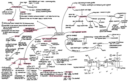 AQA A-Level Biology Photosynthesis Mindmap