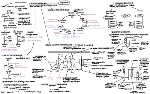 AQA A-Level Biology Respiration Mindmap