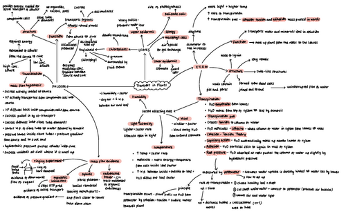 A-Level Mass Transport in Plants Mindmap