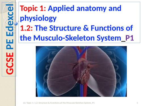 GCSE PE (Spec 2016 Edexcel) Topic 1: 1.2: Structure & Functions of the Musculo-Skeleton System_P2