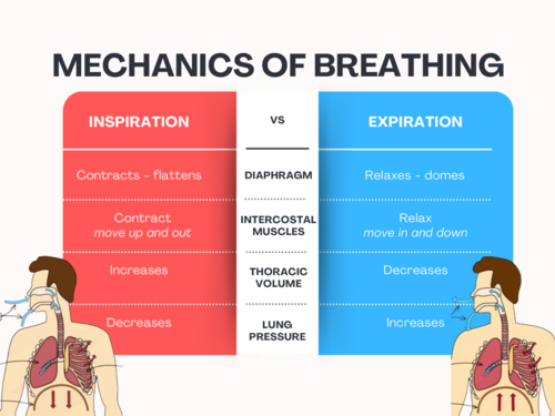 Mechanics of breathing poster