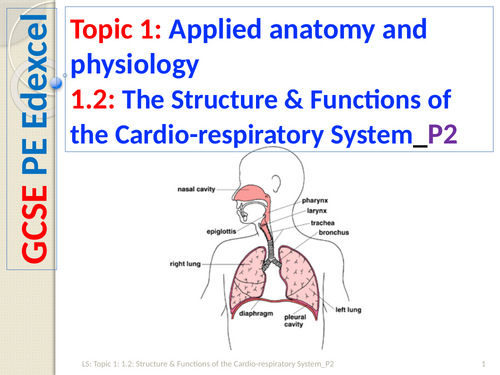 GCSE PE (Spec 2016 Edexcel) Topic 1: 1.2: Structure & Functions of the Cardio-respiratory System_P2