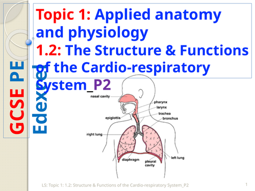GCSE PE (Spec 2016 Edexcel) Topic 1: 1.2: Structure & Functions of the Cardio-respiratory System_P2
