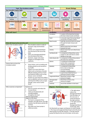 Year 6 Circulatory System Knowledge Organiser & Assessment